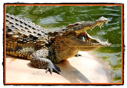 Crocodilii cele mai mari reptile